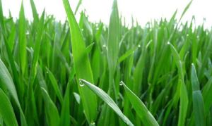Ohra Grass aine