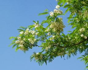Sophora Japonica ote