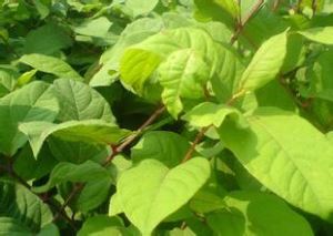 Giant Knotweed -uute