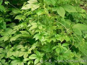 Gynostemma Pentaphyllum ote