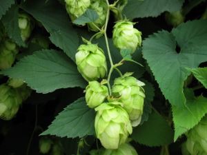 Olut humala Extract