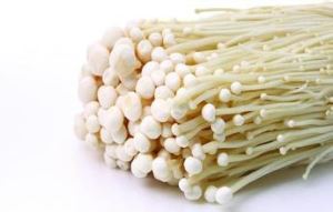Enoki -sieniuute