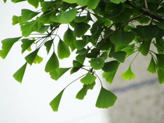 ginko biloba ginko biloba
