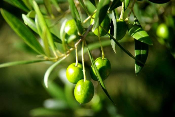 Olive Extract