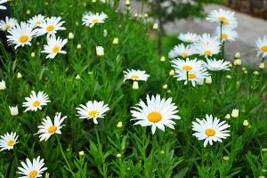 Feverfew Plant