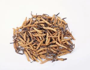Cordyceps-uutetta Ophiocordyceps Sinensis Cordyceps-sieni-jauhe Cordyceps Sinensis -uute Orgaaninen Cordyceps