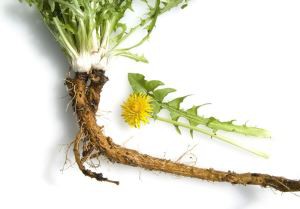 Dandelion Root ote