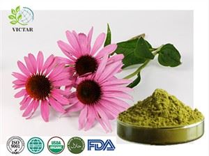 Echinacea-uutejauhe