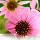Echinacea-uutteen nopea ilme