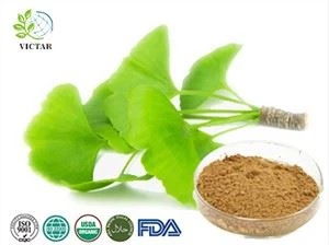 Ginkgo Biloba Uute